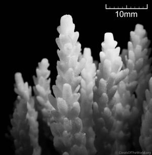 CotW: Acropora azurea