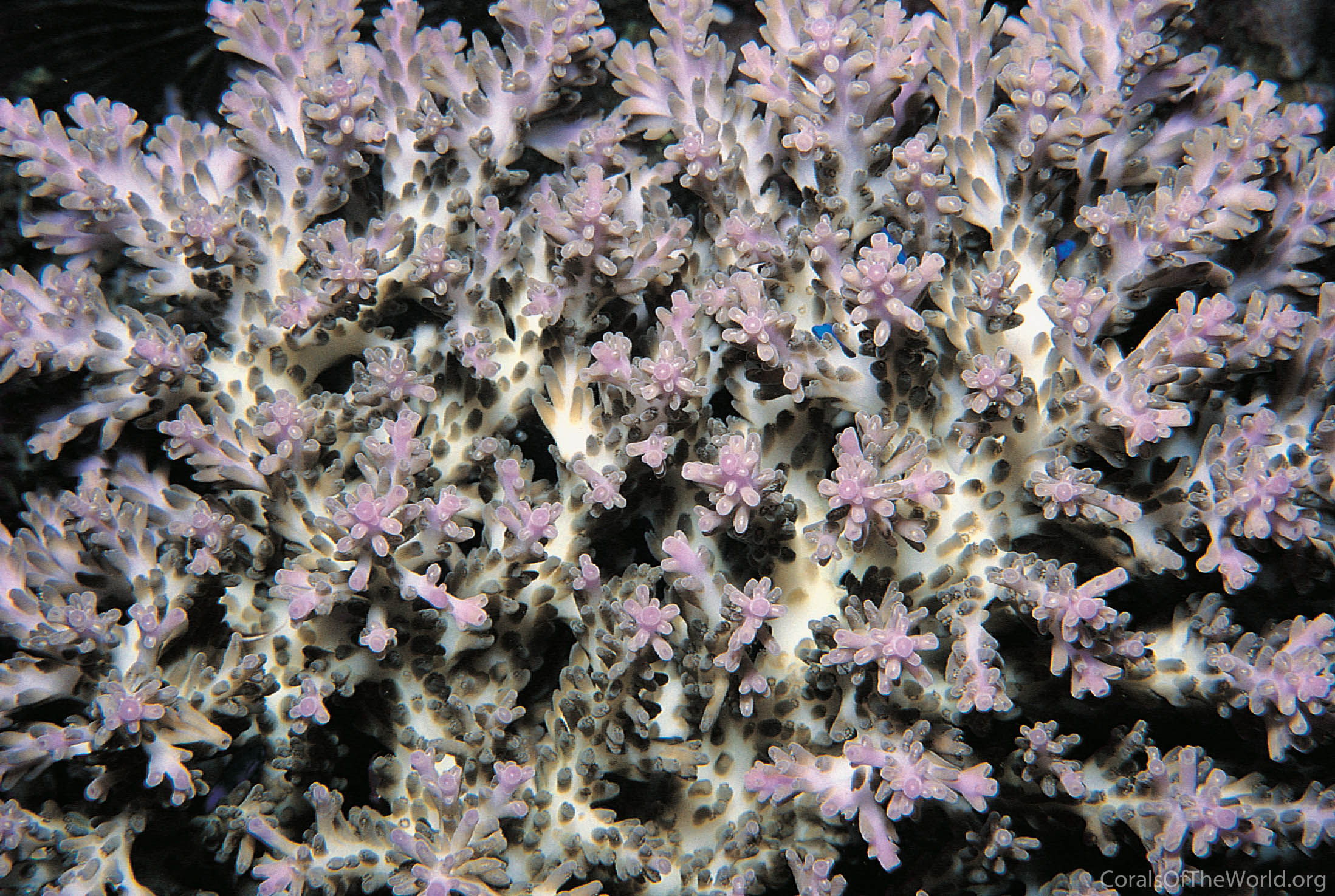 Acropora batunai