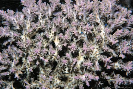 CotW preview: Acropora batunai