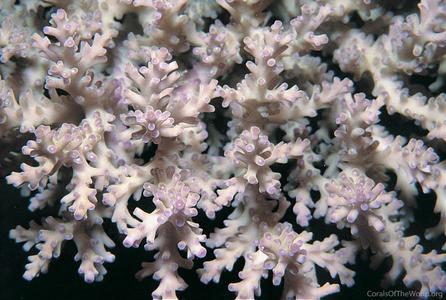 CotW preview: Acropora batunai