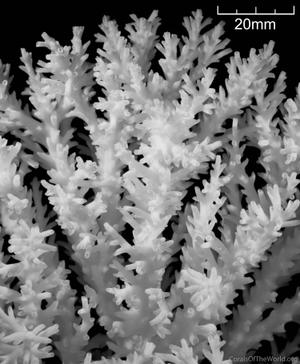 CotW: Acropora batunai