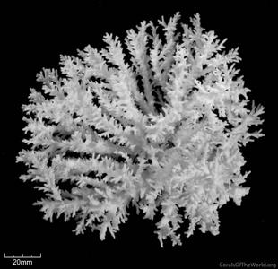 CotW: Acropora batunai