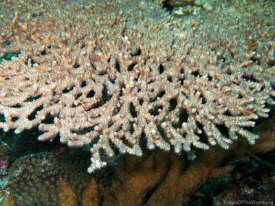 CotW: Acropora bifurcata