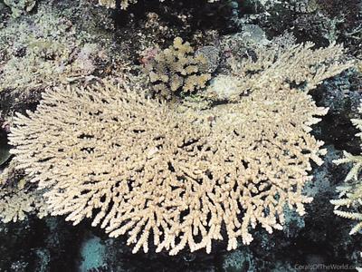 CotW: Acropora bifurcata