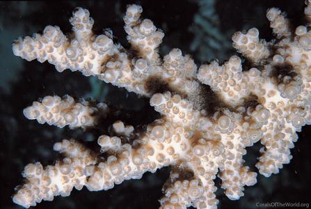 CotW: Acropora bifurcata