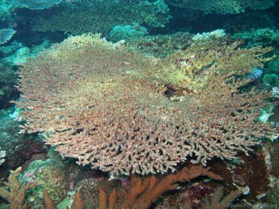 CotW: Acropora bifurcata