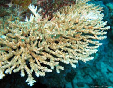 CotW: Acropora bifurcata