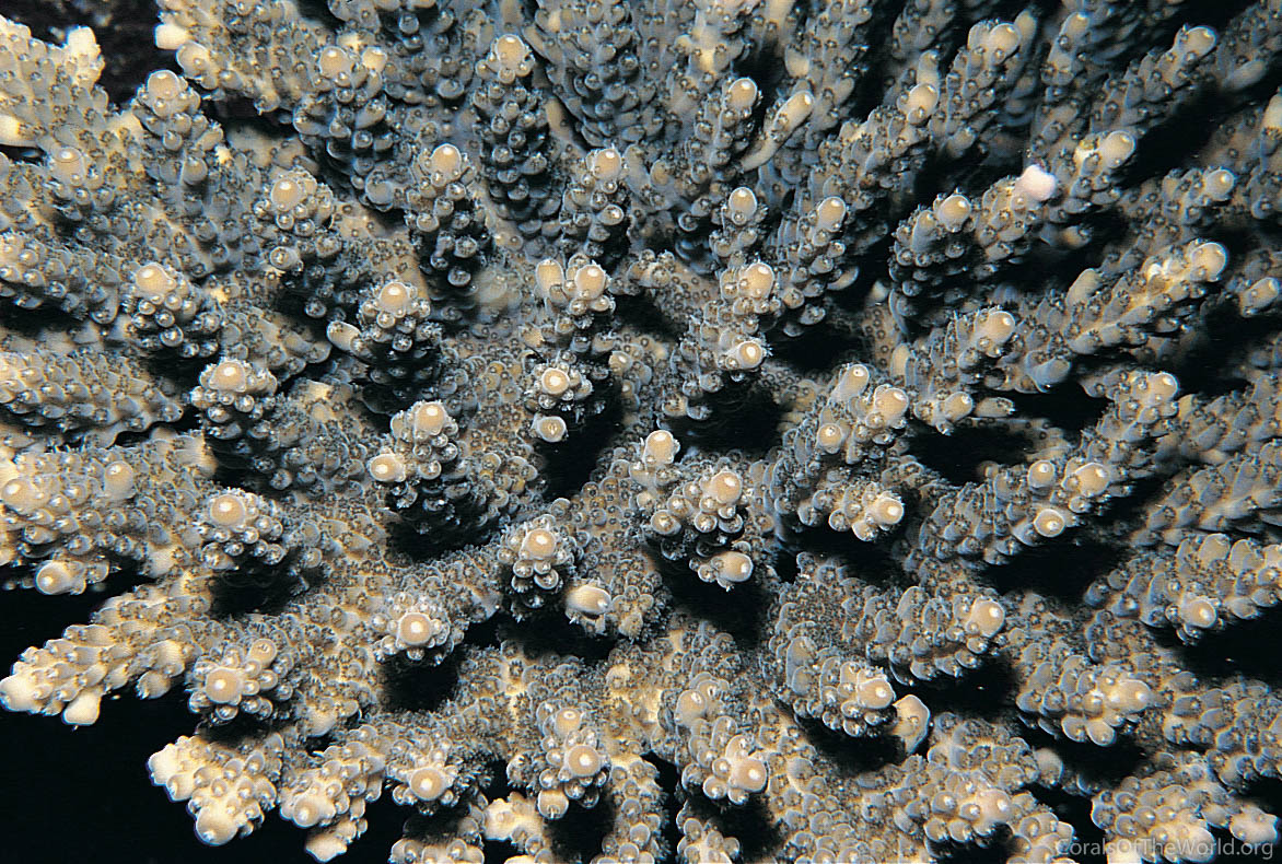 Acropora branchi