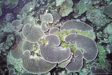 CotW: Acropora branchi