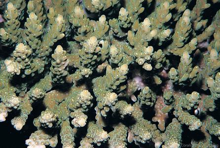 CotW: Acropora branchi