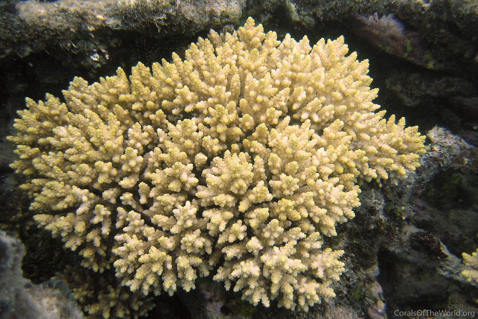 Acropora bushyensis