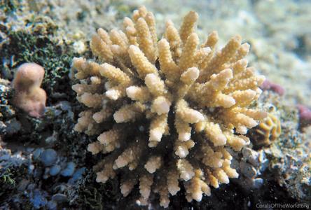 CotW: Acropora bushyensis