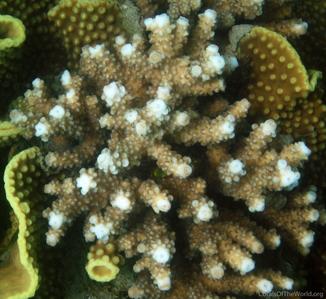 CotW: Acropora bushyensis