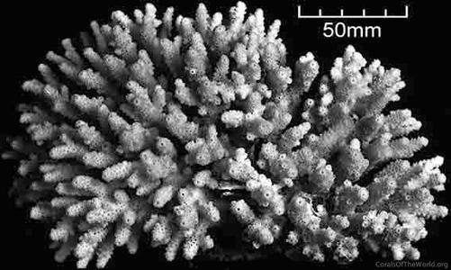 CotW: Acropora bushyensis