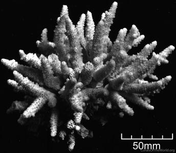 CotW: Acropora bushyensis