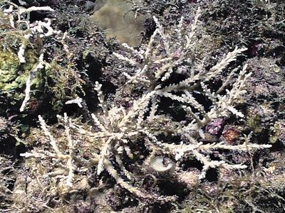 CotW preview: Acropora cardenae