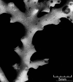 CotW preview: Acropora cardenae