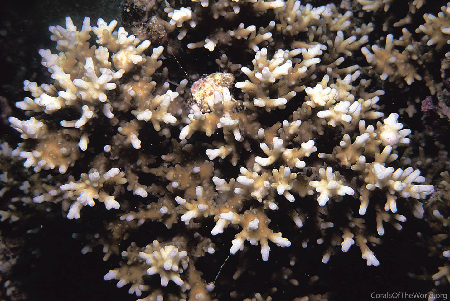 Acropora carduus
