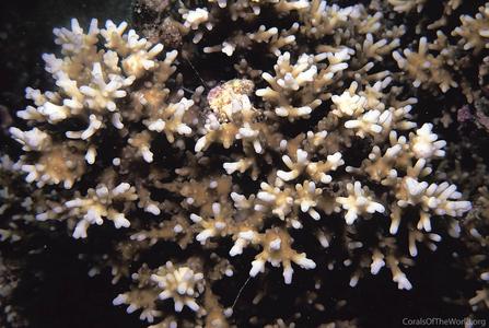 CotW: Acropora carduus
