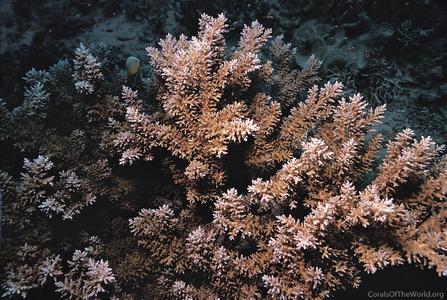 CotW: Acropora carduus