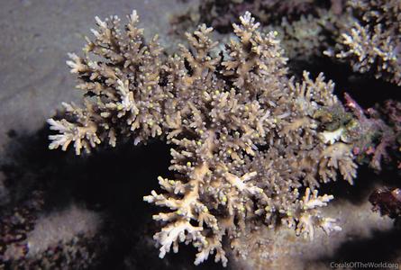 CotW: Acropora carduus