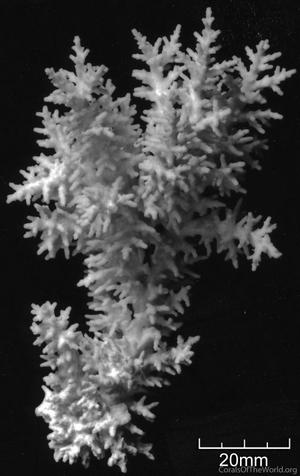 CotW: Acropora carduus
