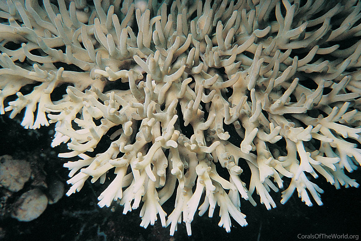 Acropora caroliniana