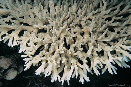 CotW preview: Acropora caroliniana