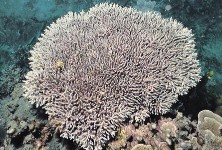 CotW preview: Acropora caroliniana