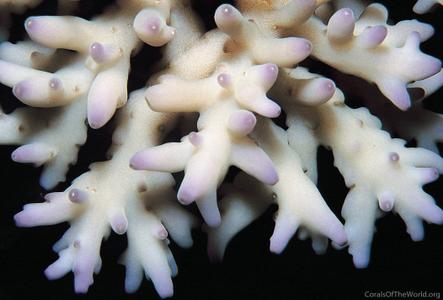 CotW: Acropora caroliniana