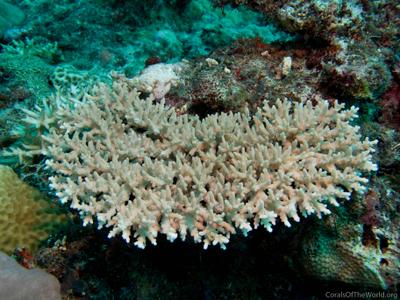CotW: Acropora caroliniana