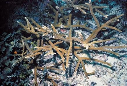 CotW: Acropora cervicornis