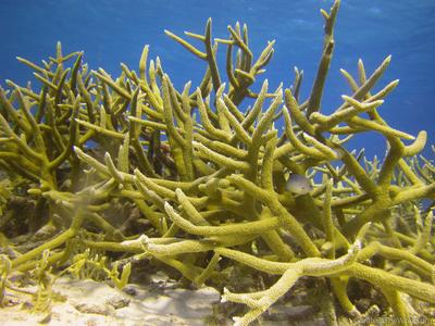 CotW: Acropora cervicornis