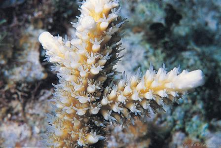 CotW: Acropora cervicornis
