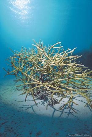 CotW: Acropora cervicornis