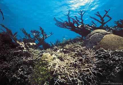 CotW: Acropora cervicornis