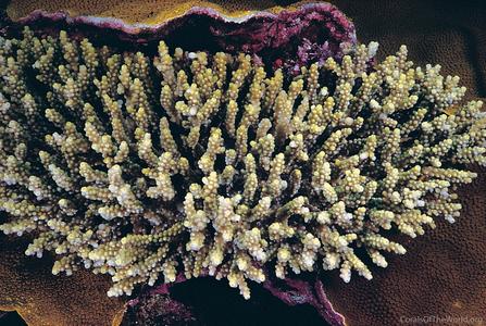 CotW preview: Acropora chesterfieldensis