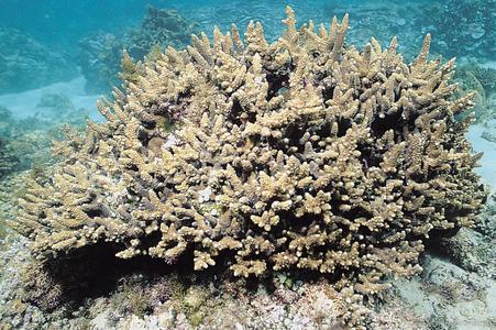 CotW preview: Acropora chesterfieldensis