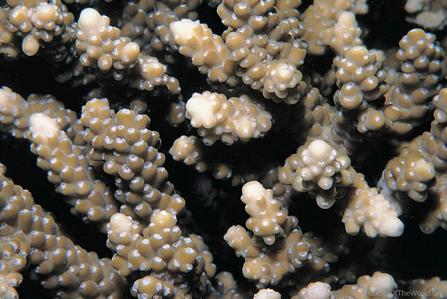 CotW: Acropora chesterfieldensis