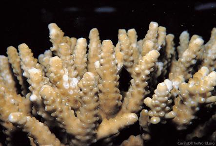 CotW: Acropora chesterfieldensis