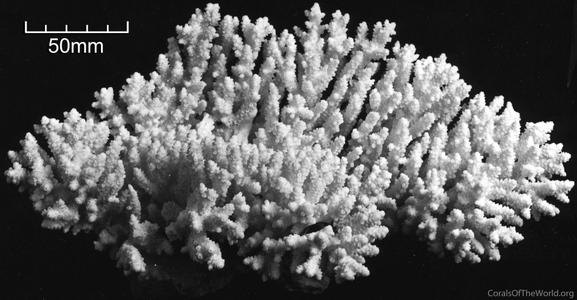CotW: Acropora chesterfieldensis