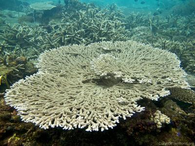 CotW preview: Acropora clathrata