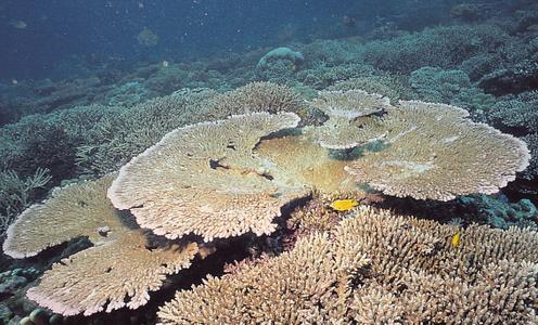 CotW: Acropora clathrata