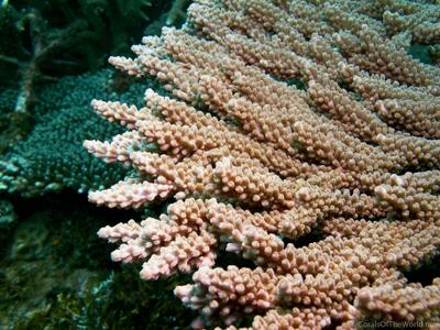 CotW: Acropora clathrata