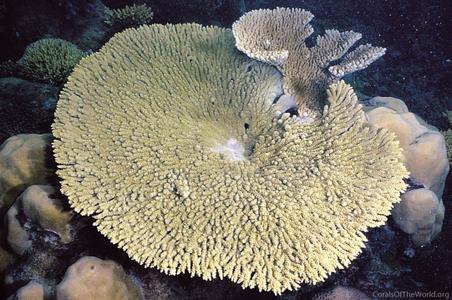 CotW: Acropora clathrata