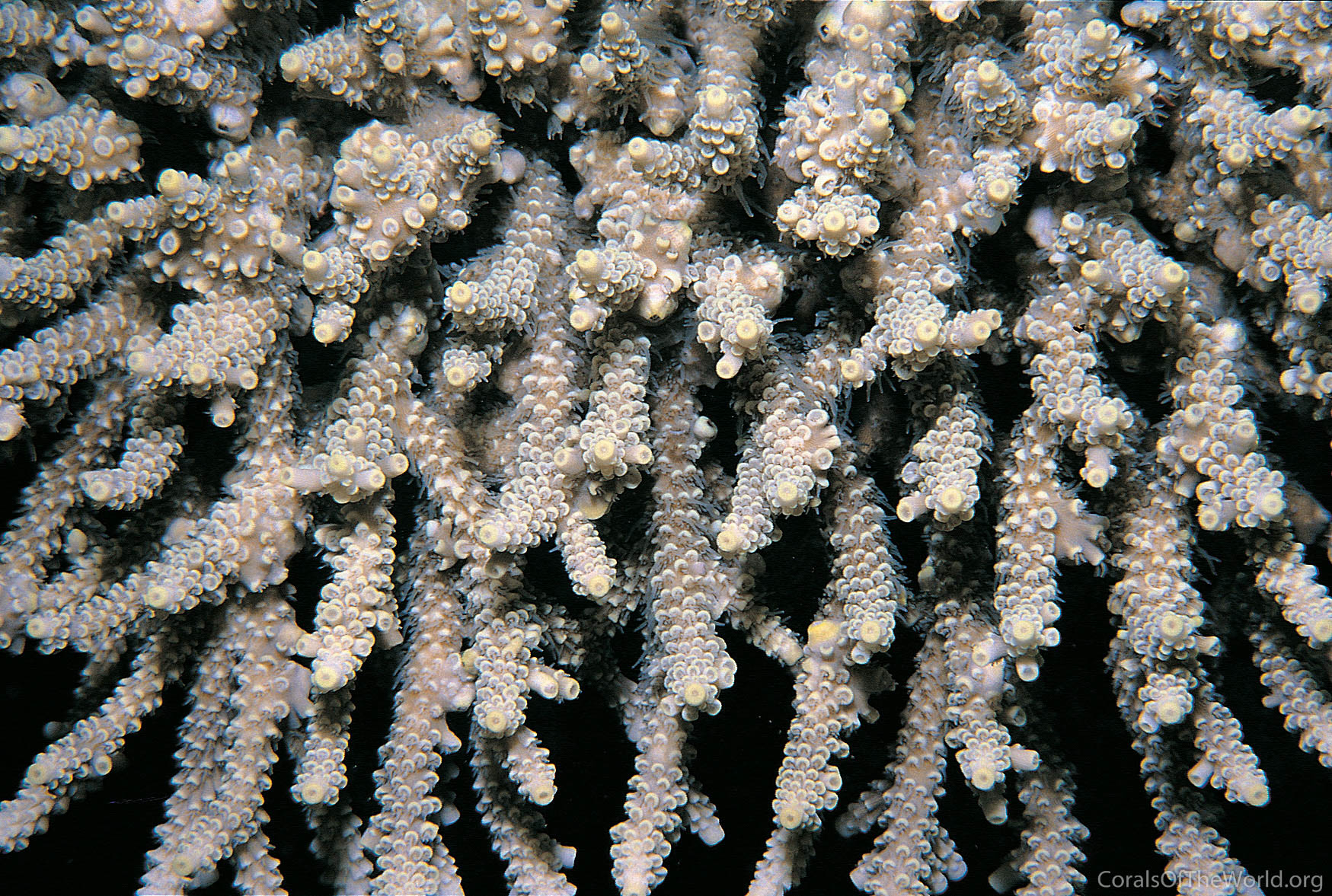 Acropora convexa