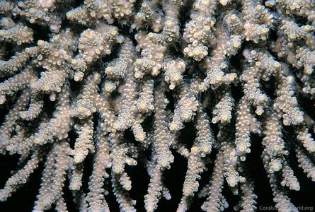 CotW preview: Acropora convexa