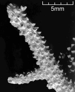CotW preview: Acropora convexa