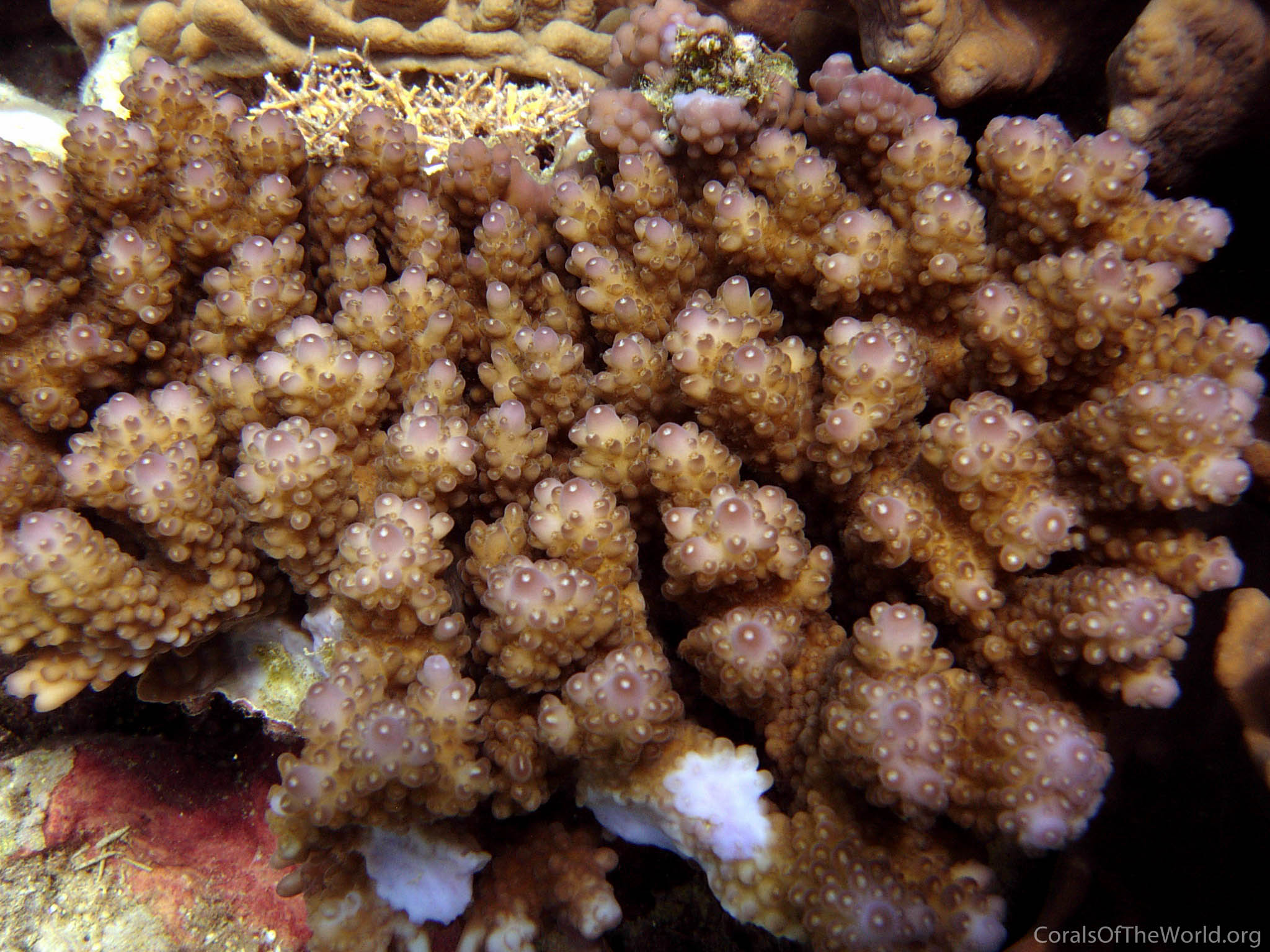 Acropora cophodactyla