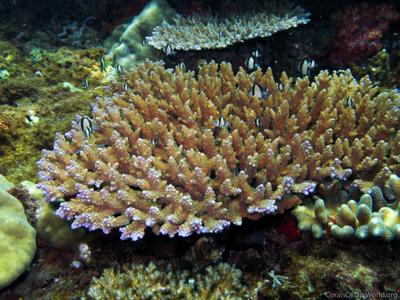 CotW preview: Acropora cophodactyla